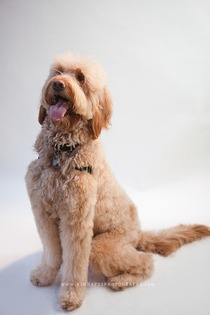 71_theoliviandogs