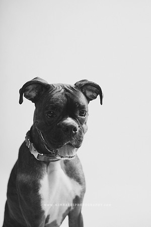 95_theoliviandogs