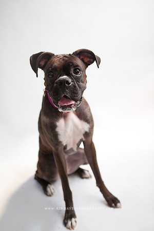 92_theoliviandogs