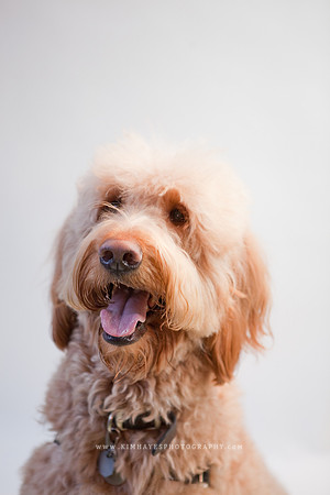 70_theoliviandogs