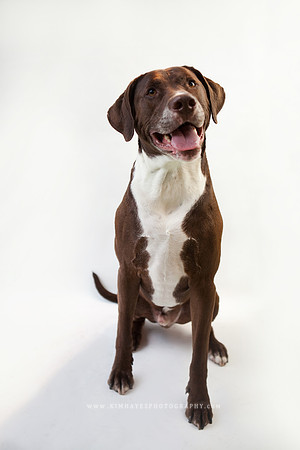 42_theoliviandogs