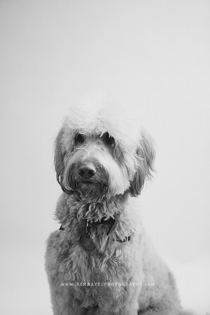 72_theoliviandogs