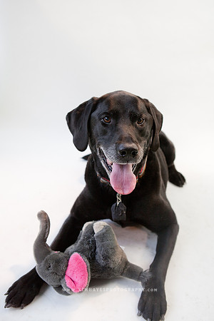 55_theoliviandogs