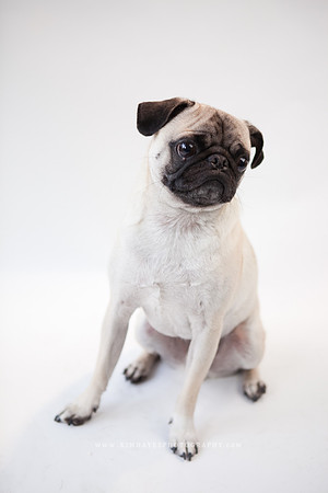23_theoliviandogs
