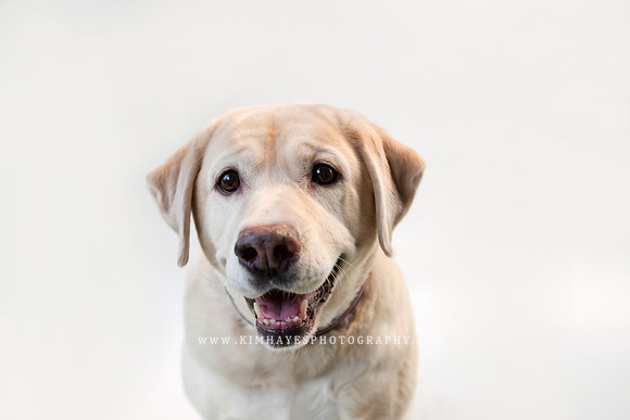 58_theoliviandogs