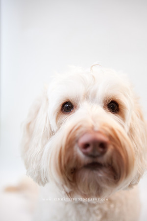29_theoliviandogs