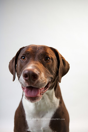 39_theoliviandogs