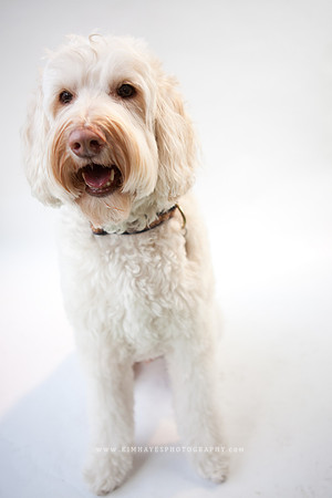 31_theoliviandogs