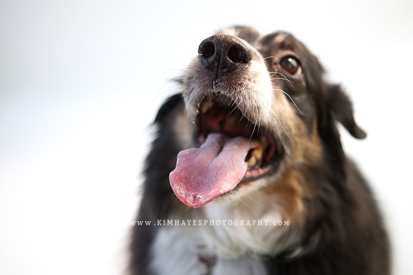 67_theoliviandogs