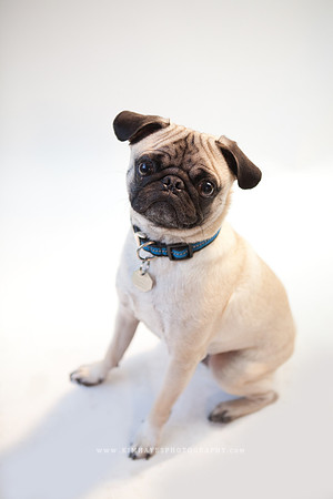 26_theoliviandogs
