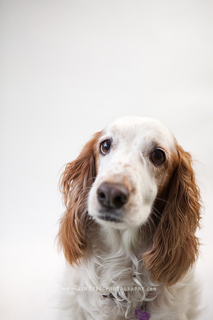 45_theoliviandogs