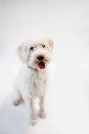 51_theoliviandogs