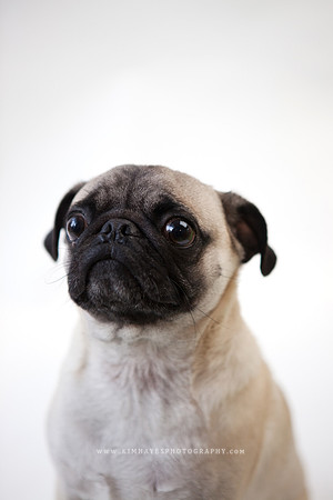 22_theoliviandogs