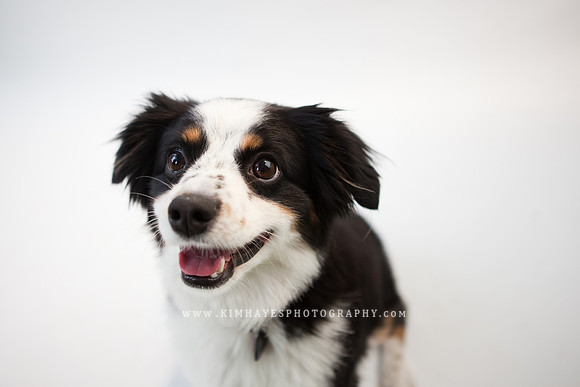 34_theoliviandogs