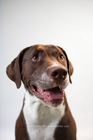 40_theoliviandogs