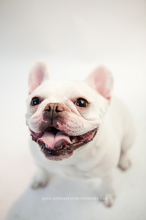 60_theoliviandogs
