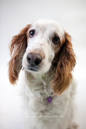 46_theoliviandogs