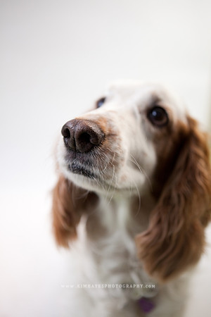44_theoliviandogs