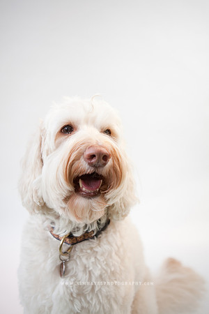 32_theoliviandogs
