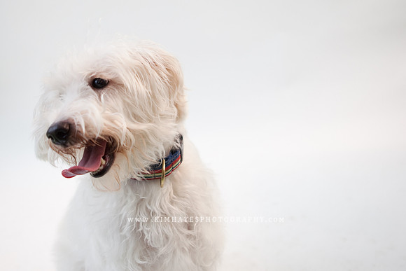 48_theoliviandogs