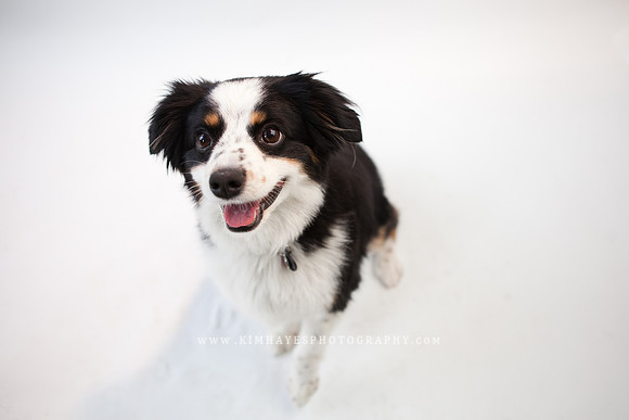 35_theoliviandogs