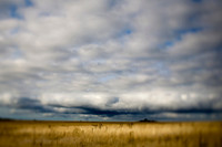 Field of Gold