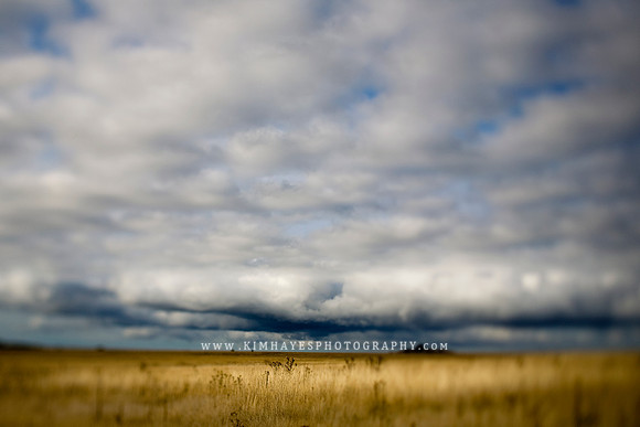 Field of Gold