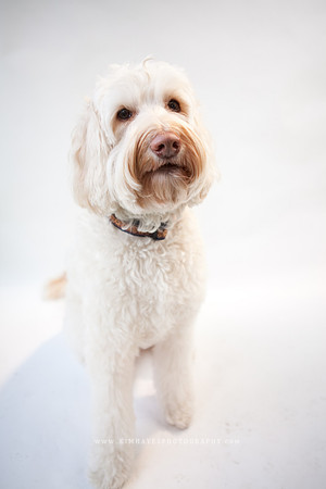 30_theoliviandogs