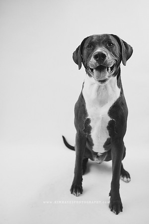 41_theoliviandogs