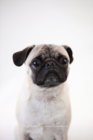 25_theoliviandogs