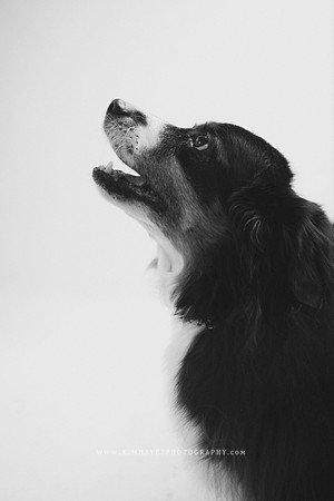66_theoliviandogs