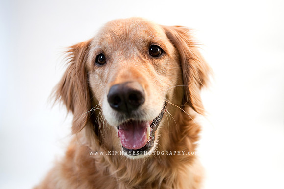 21_theoliviandogs