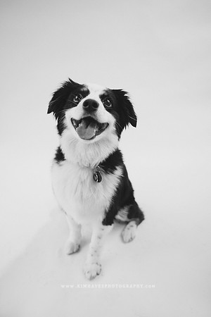 38_theoliviandogs
