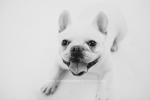 63_theoliviandogs