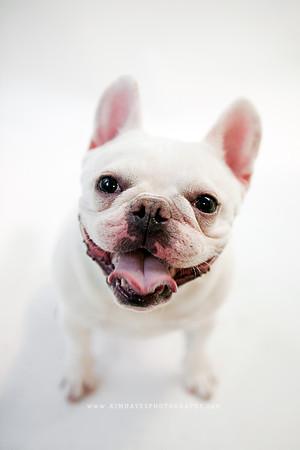 64_theoliviandogs