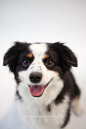 37_theoliviandogs