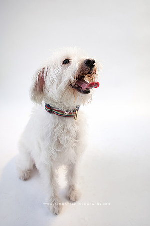 49_theoliviandogs