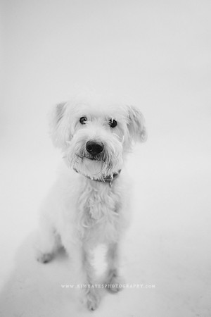50_theoliviandogs