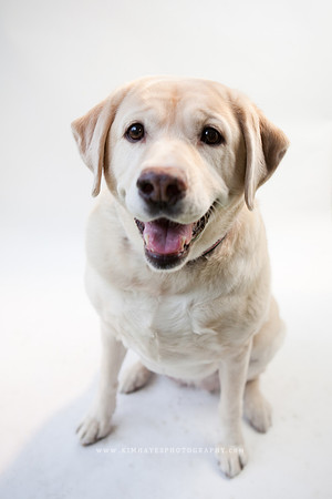 59_theoliviandogs