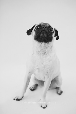 24_theoliviandogs