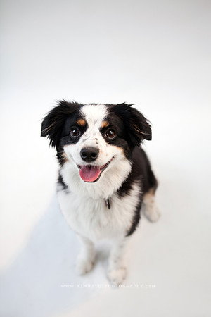 36_theoliviandogs