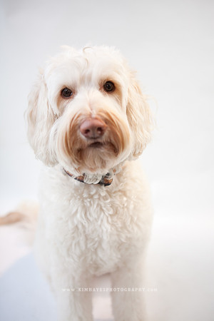 28_theoliviandogs