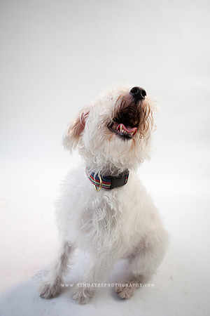 53_theoliviandogs