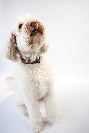 27_theoliviandogs