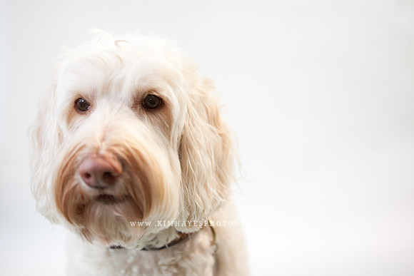 33_theoliviandogs