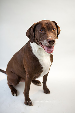 43_theoliviandogs