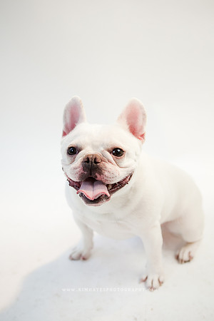 62_theoliviandogs