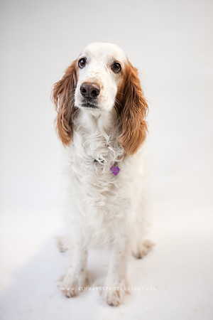 47_theoliviandogs