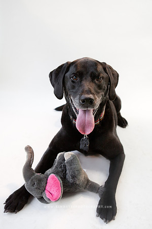 56_theoliviandogs