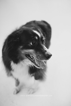 68_theoliviandogs